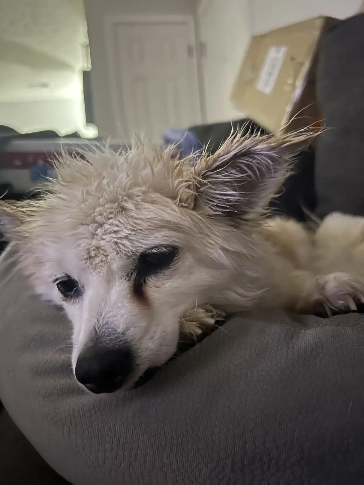 A close-up photo of a fluffy white dog with wet, matted fur lying on a gray cushion, looking sad and disappointed. The dog's…