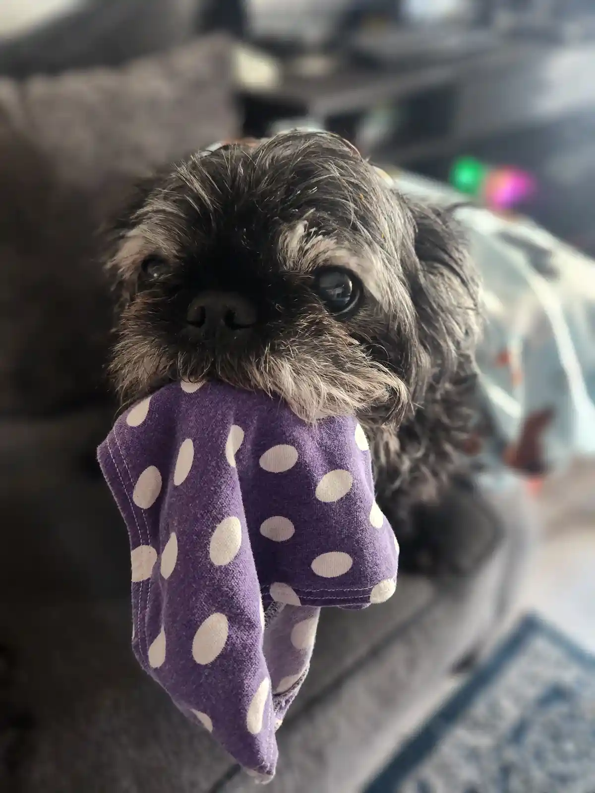 A small, scruffy black-and-gray dog with large, expressive eyes is looking directly at the camera while holding a purple…