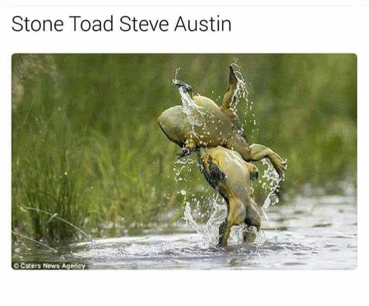 Two toads are captured mid-air in a dynamic splash, appearing to be fighting or leaping energetically out of shallow water…