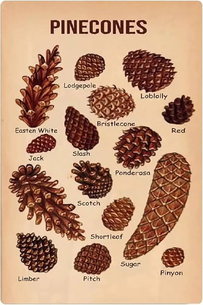 An illustrated vintage-style guide showing various types of pinecones, each labeled with its species name like 'Lodgepole'…
