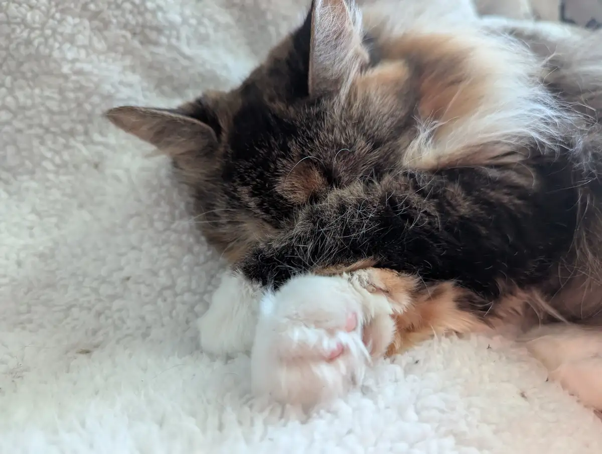 Moxie is definitely not camera-ready!
