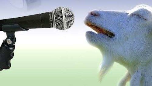 A white goat with its eyes closed and mouth open as if singing, positioned directly in front of a black microphone on a…