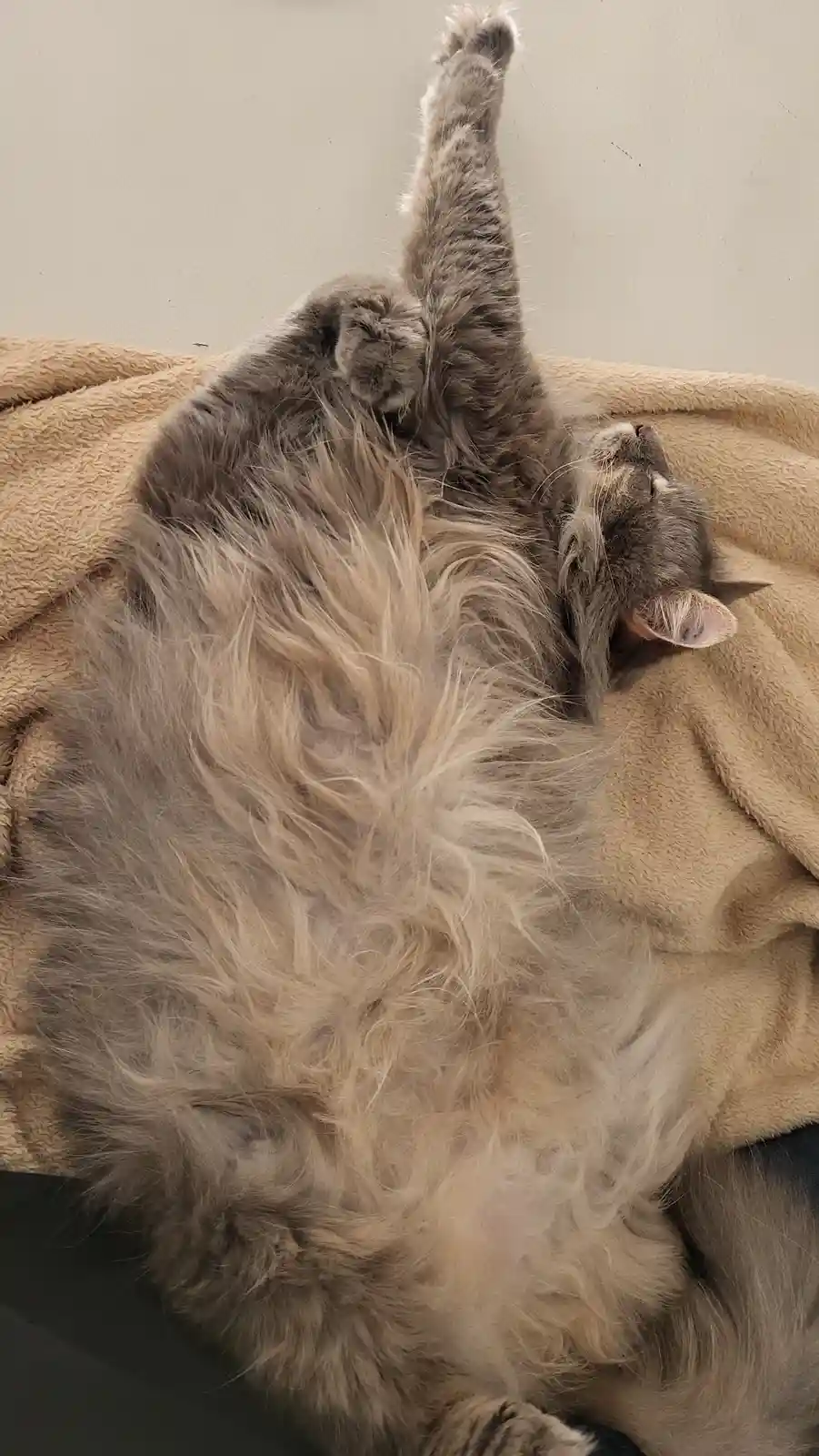 A fluffy gray cat is lying on its back on a beige blanket, one paw raised high in the air, appearing relaxed and content…