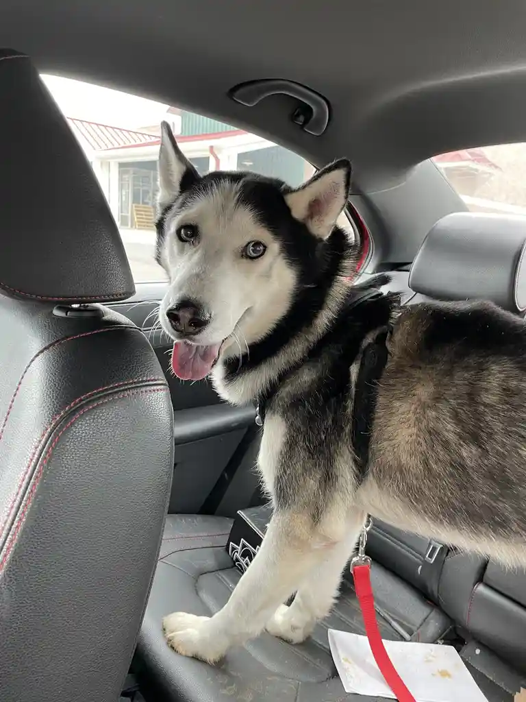 Sal's Milestone: His First Heartworm Shot