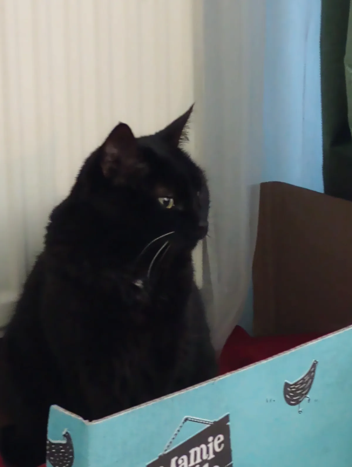 A black cat with yellow eyes sits inside a light blue cardboard box, looking off to the side with a serious expression. The…