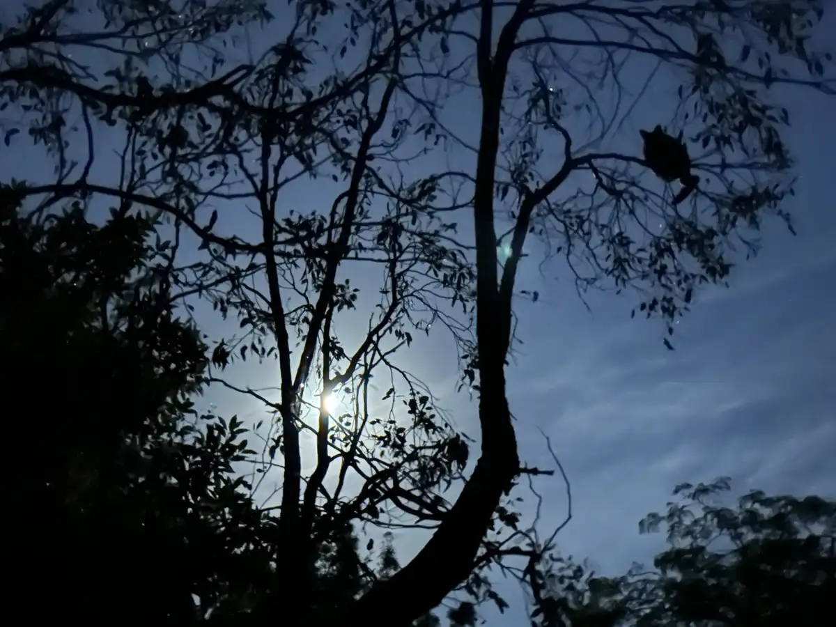 Experience the Magic of Moonlight Cinema