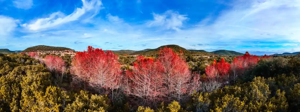 A panoramic landscape photo shows rolling hills covered in trees under a bright blue sky with wispy clouds. The trees…