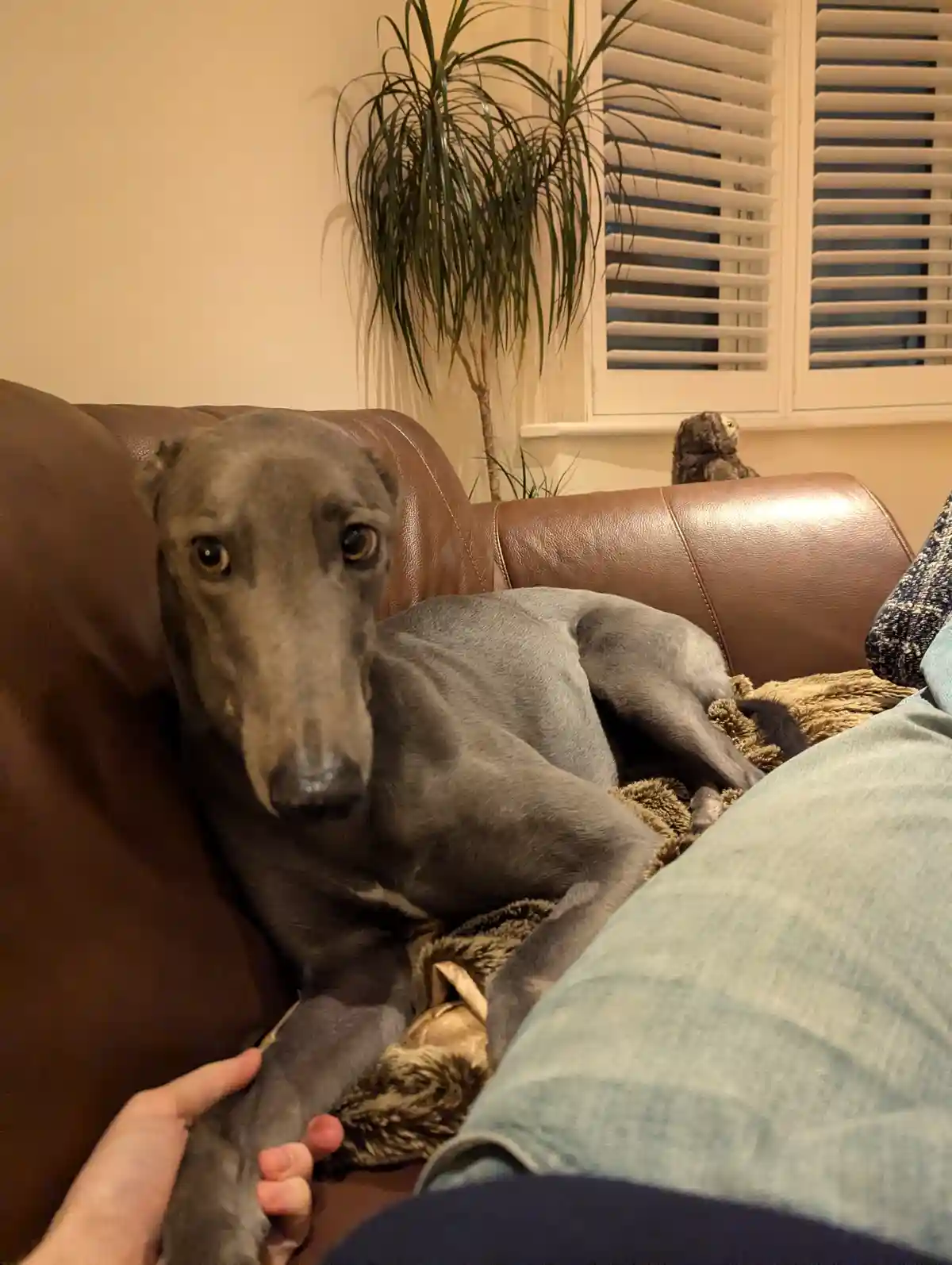 A Reluctant Agreement: Sharing the Sofa Saga