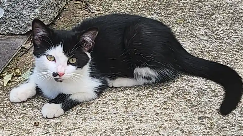 A black and white cat is lying on a gravelly surface, looking directly at the camera with a serious expression. Its face has…