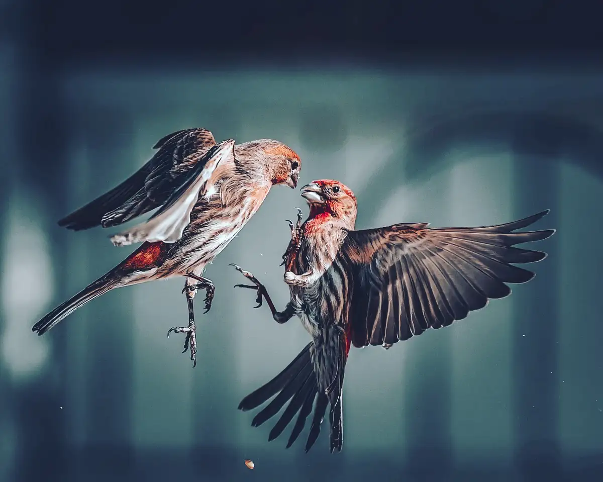 Two birds are mid-air, wings spread, facing each other in a tense standoff, with one bird appearing to peck or grab the…