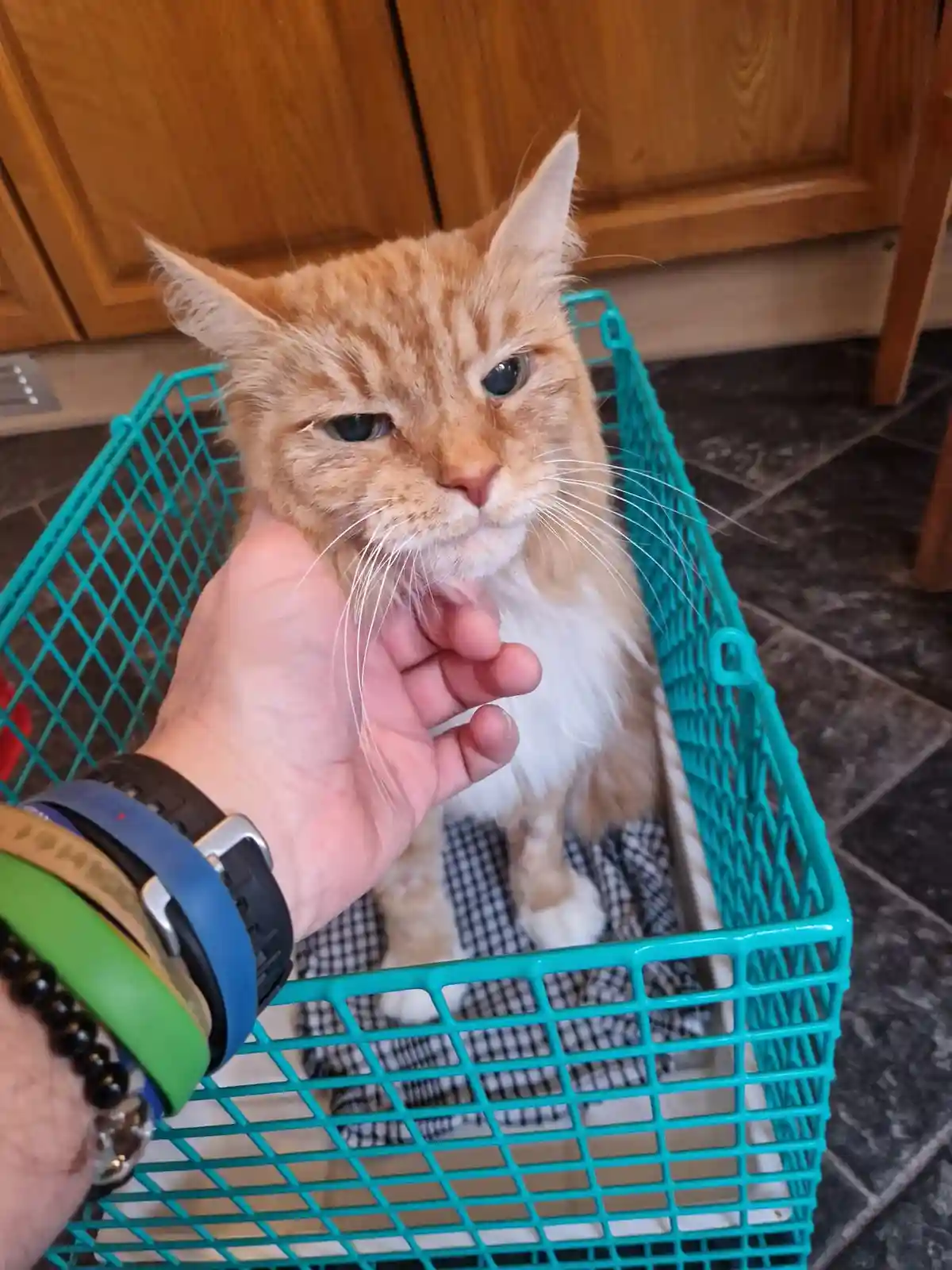 An orange tabby cat with a grumpy expression sits inside a teal plastic basket, looking away while a person's hand gently…
