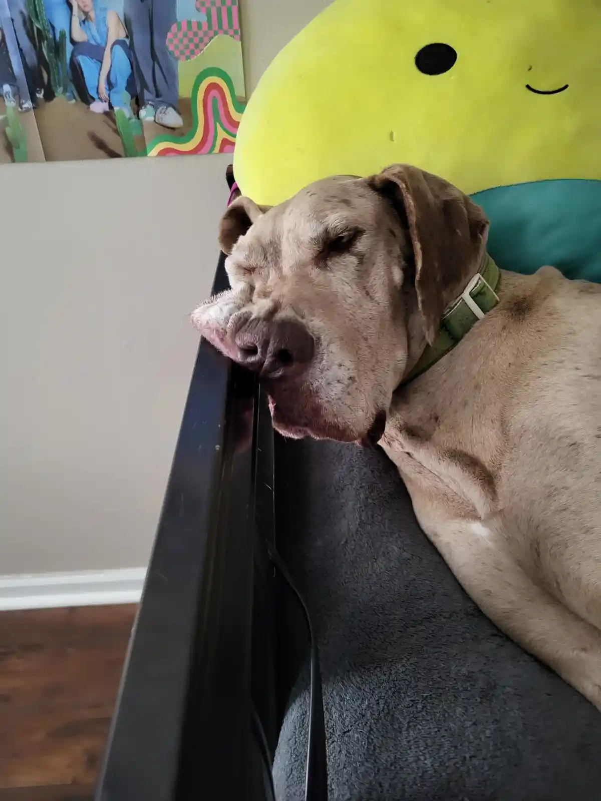 A light brown dog with a green collar is sleeping soundly with its head resting on the arm of a dark gray couch, eyes closed…