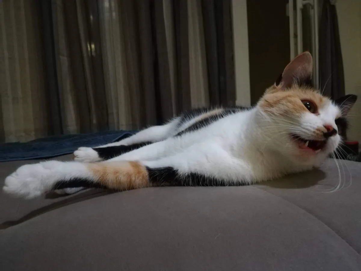 A calico cat with white, black, and orange fur lies on its side on a gray couch, mouth open showing teeth in a snarling…