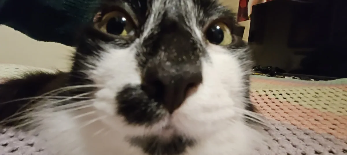 A close-up photo of a black and white cat with wide, startled-looking eyes staring directly at the camera, positioned on a…