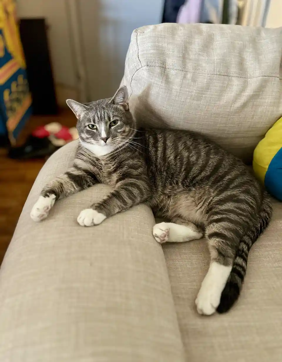 Meet Pinecone Lucas: The Ultimate Pinecone Buddy
