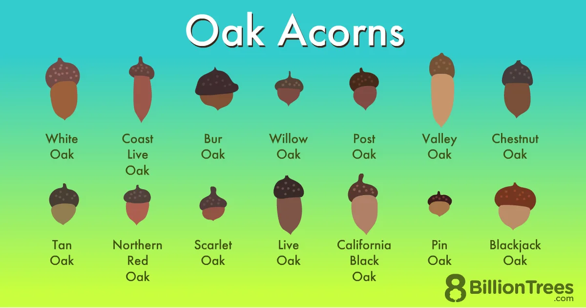 An infographic titled 'Oak Acorns' displays 14 illustrated acorns, each labeled with its specific oak species name, arranged…