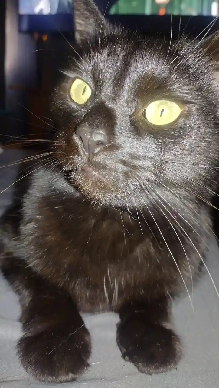When the Camera Flash Turns Void into a Raccoon