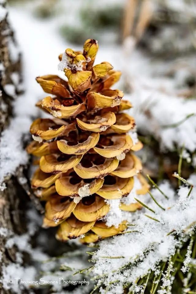 A close-up photograph of a dried, brown pinecone covered in patches of snow, set against a snowy forest background with…