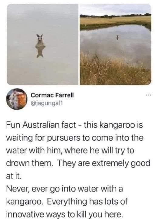 The image shows two side-by-side photos of a kangaroo standing in water, with its reflection visible. The left photo is a…