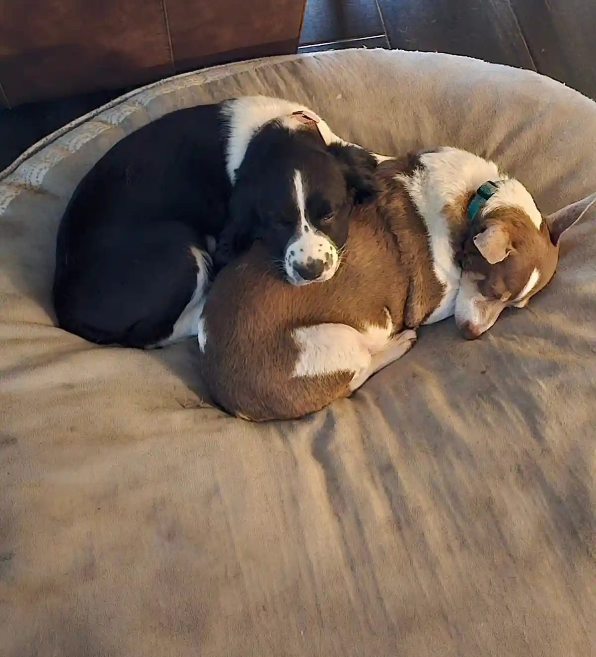 Overwhelmingly Adorable: Just Too Cute!