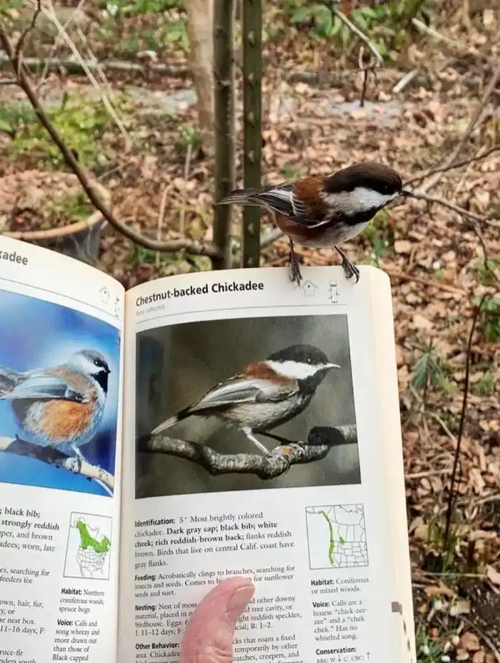 A small bird with a dark gray cap, white cheeks, and reddish-brown back perches on an open field guide book. The book page…