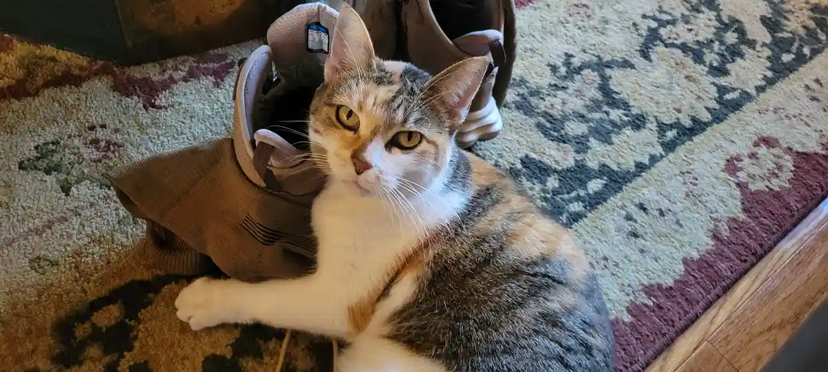 A calico cat with wide, unimpressed yellow eyes sits on a patterned rug next to a pair of brown sneakers, looking directly…