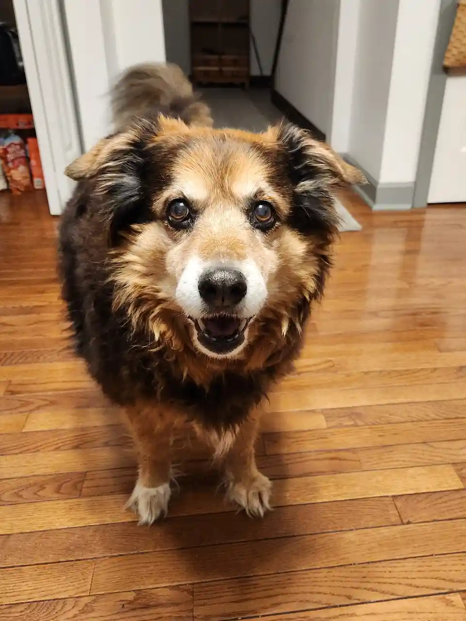A fluffy brown and black dog with a white muzzle stands on a wooden floor, looking directly at the camera with a slightly…