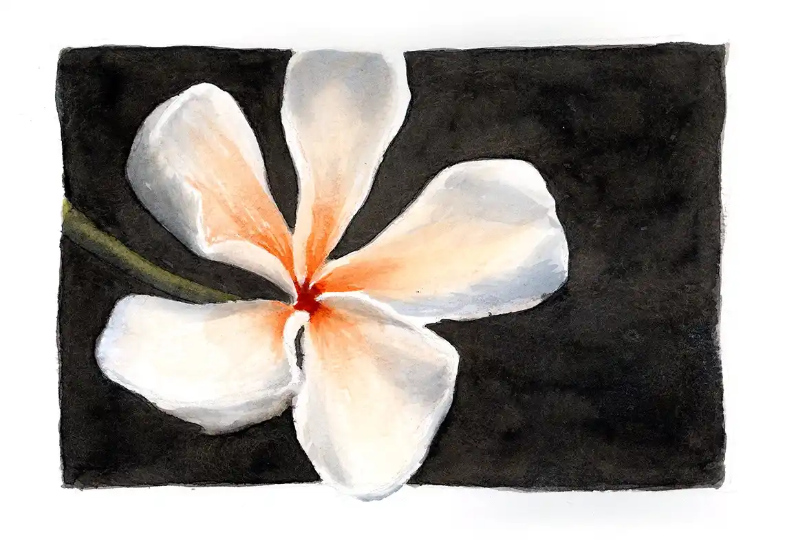 A watercolor painting of a white and orange frangipani flower with a dark background, overlaid with the text 'i'm not a…