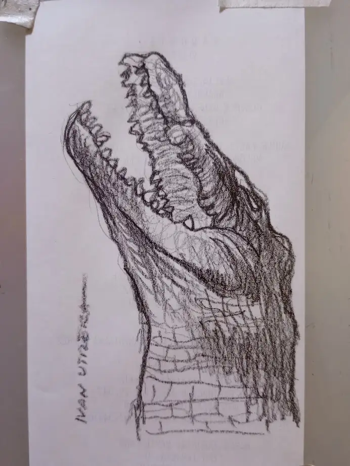 A hand-drawn pencil sketch of a crocodile's head with its mouth wide open, showing sharp teeth and textured skin, taped to a…
