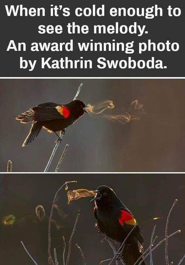A Bold Statement: Cold Pair of Tits