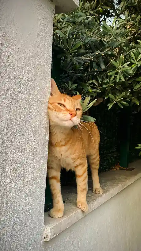 An orange tabby cat stands on a concrete ledge beside a textured wall, peeking out from behind the corner with a smug…