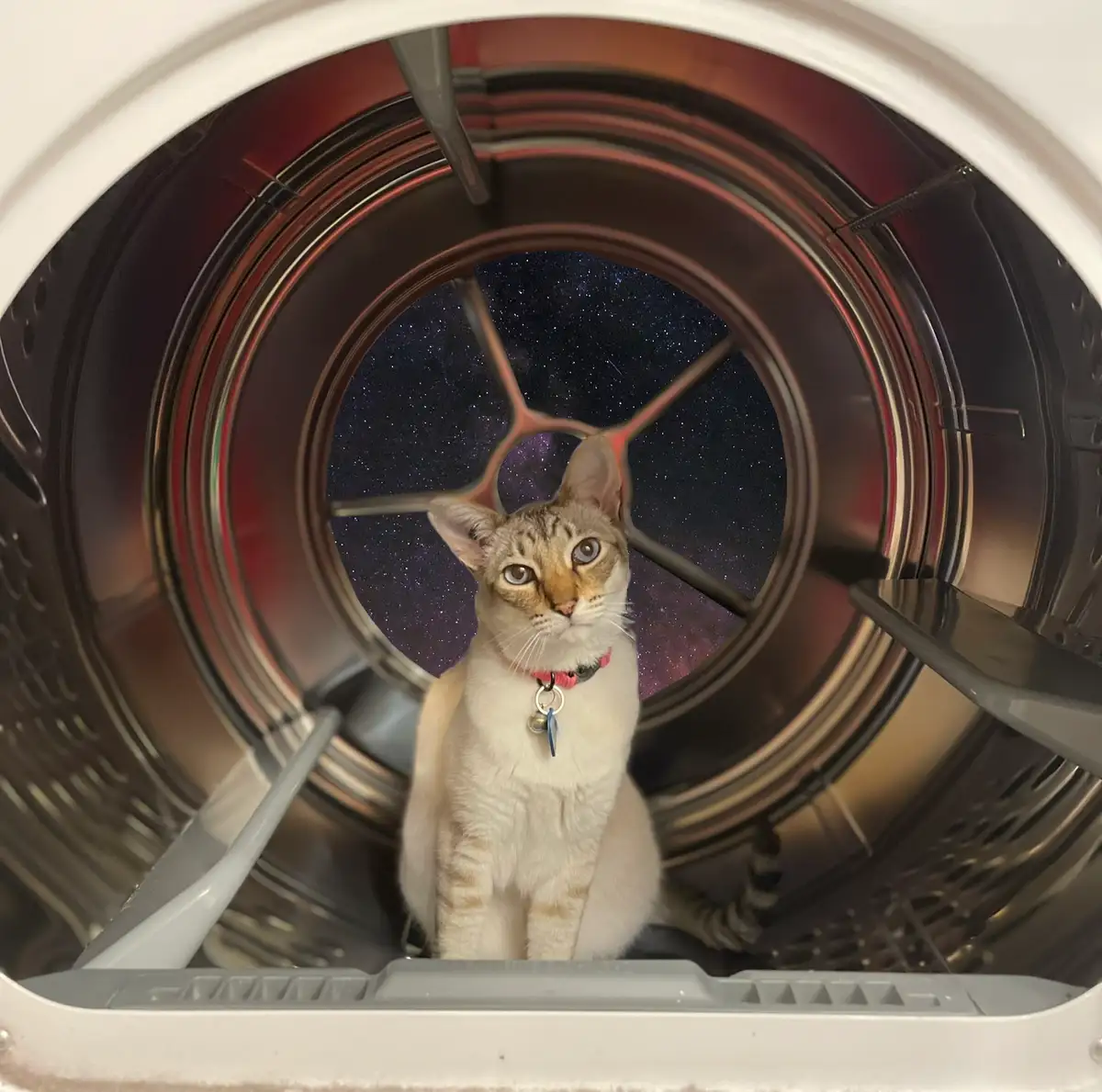A tabby cat with a pink collar sits inside a front-loading washing machine, looking out through the open door. Behind the…