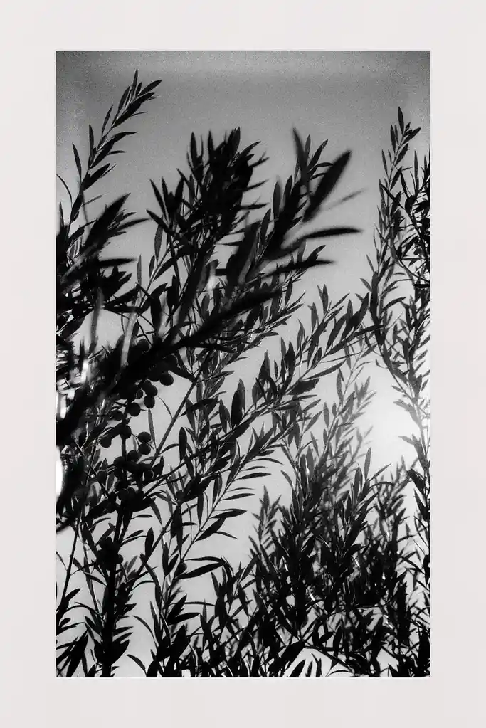 A black-and-white photograph shows the silhouetted branches and leaves of an olive tree against a bright, overexposed sky…