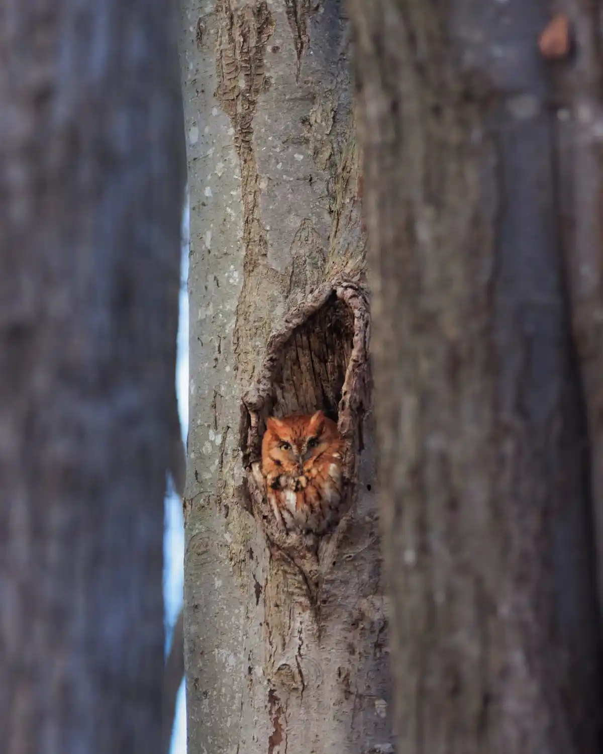 A small, orange-brown owl with bright yellow eyes peers out from a natural hollow in the trunk of a tree, its feathers…