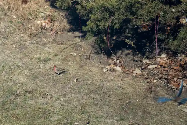 A small bird with a red head and brown body stands on dry grass near a bush, while a blurry blue bird flies past in the…