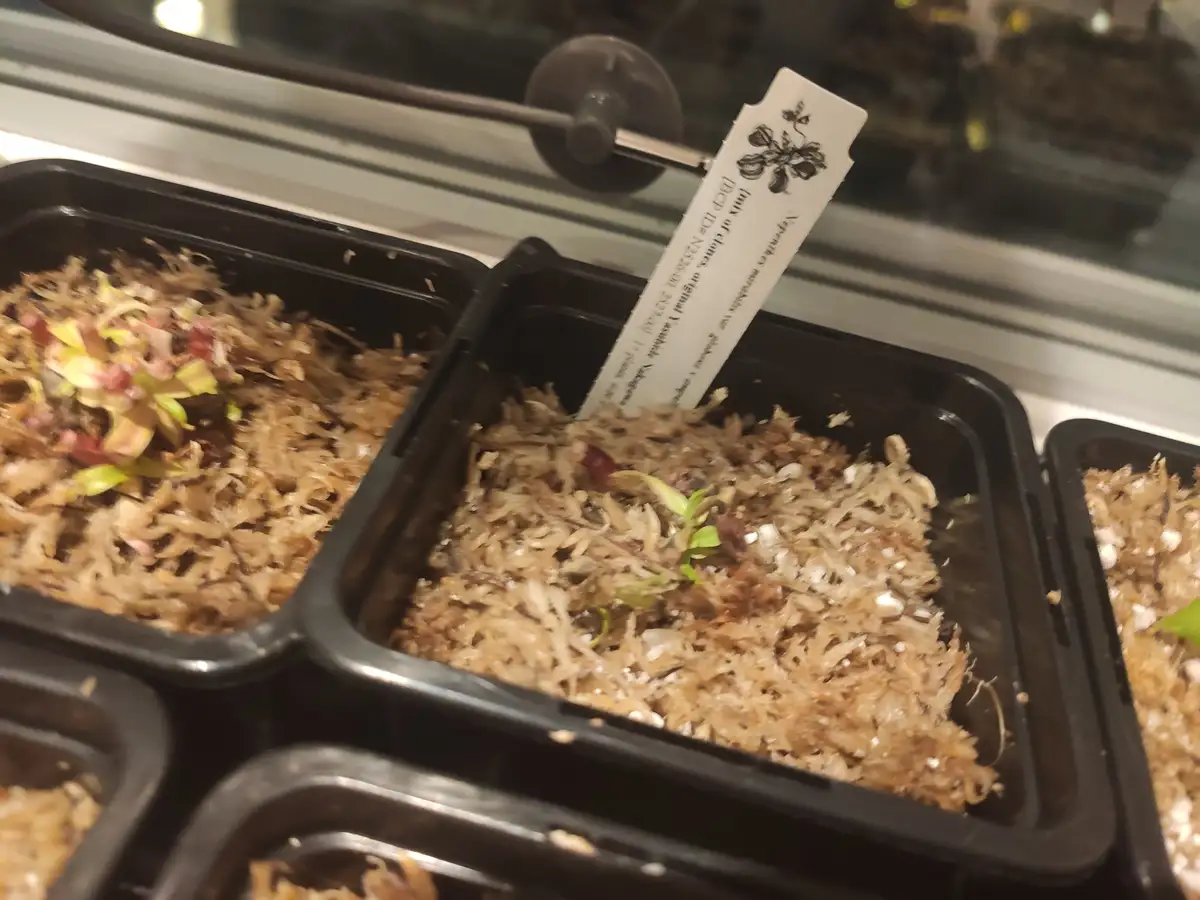 Adorable Baby Nepenthes Plants