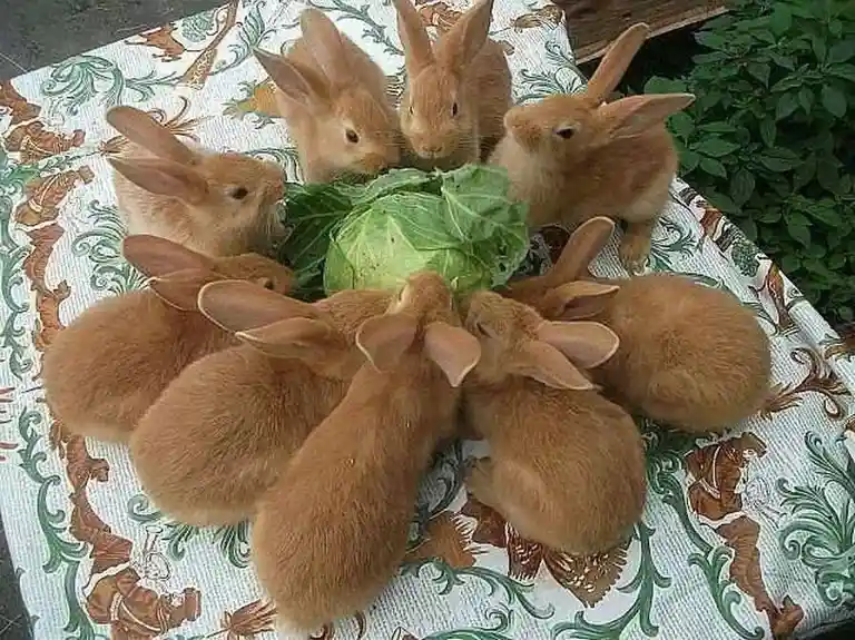 A cute fluffle of rabbits feasting on a helpless cabbage