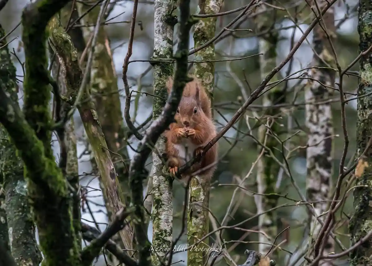 A red squirrel is perched on a tree branch in a forest, holding food in its paws and looking directly at the camera. The…