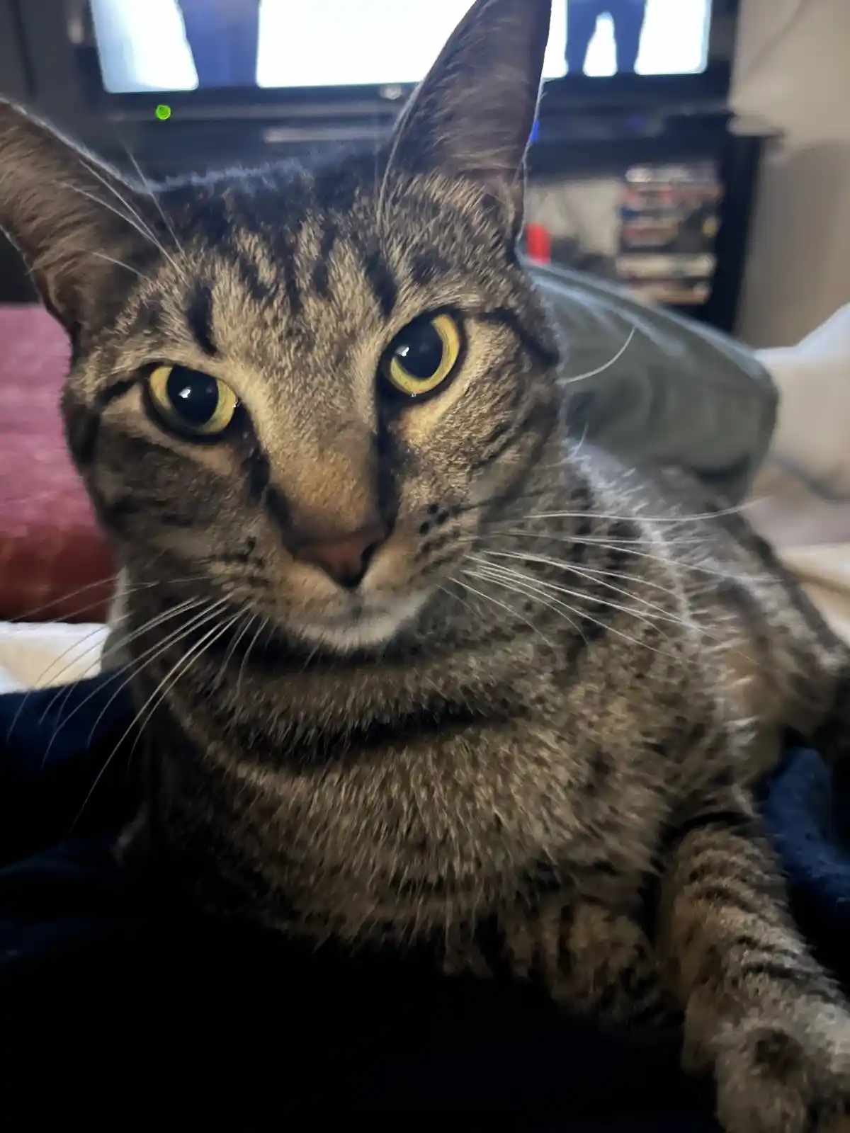A close-up photo of a tabby cat with wide, intense yellow eyes staring directly at the camera, its fur patterned with dark…
