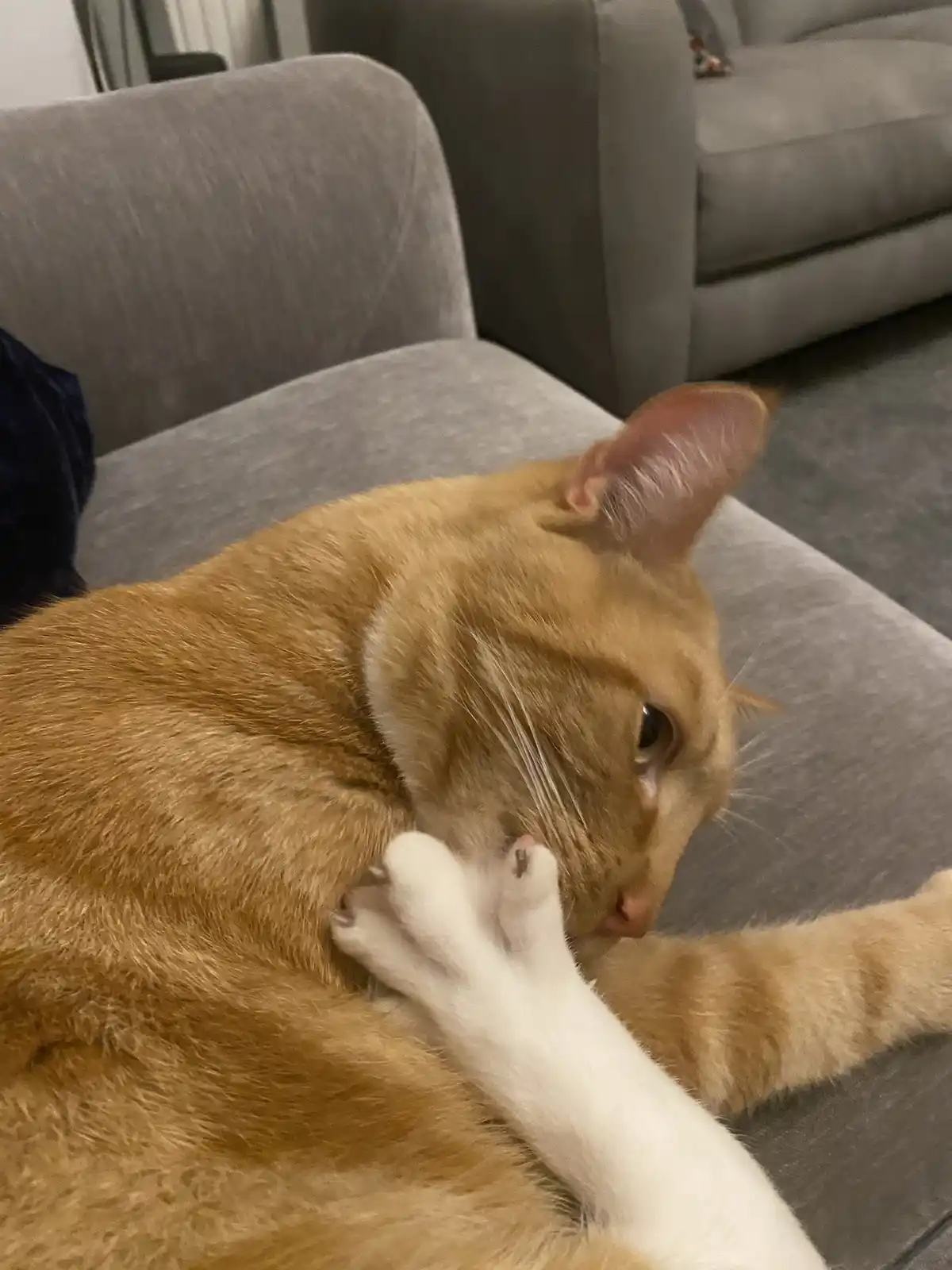 A ginger cat with a white paw is lying on a gray couch and licking its own shoulder. The cat has a calm, slightly dazed…