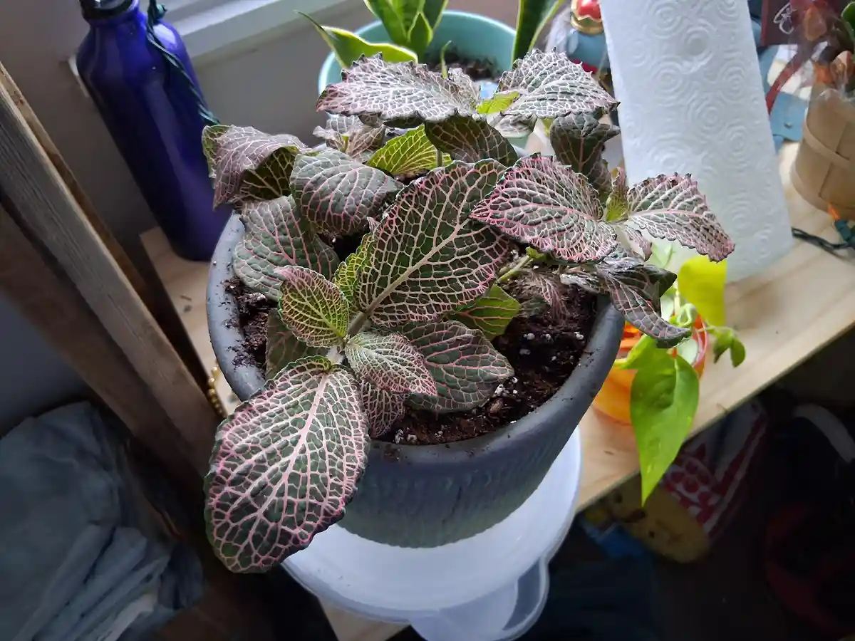 A close-up photo shows a potted plant with green leaves featuring prominent pinkish-red vein patterns, sitting on a white…