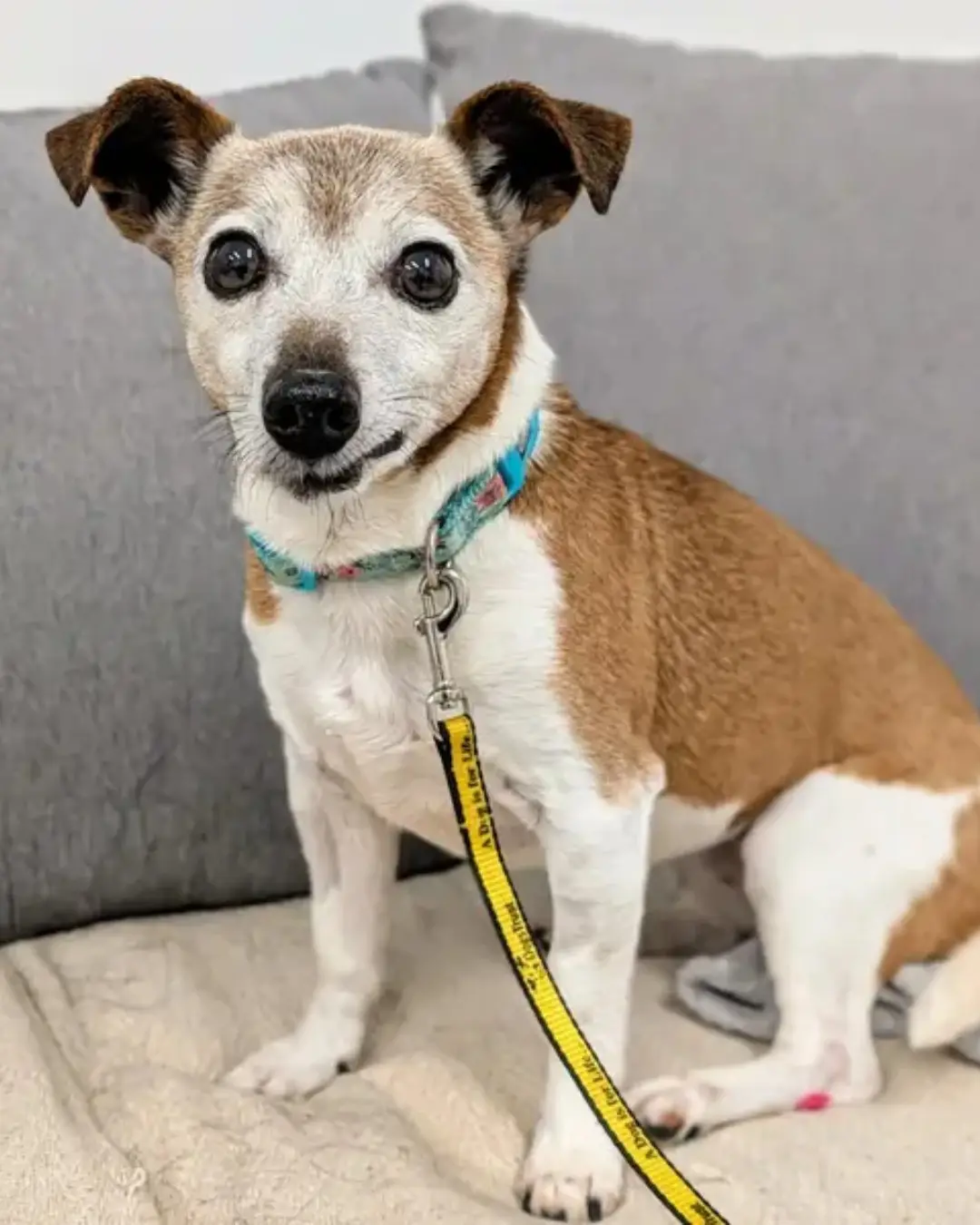 a small brown and white dog with large dark eyes sits on a beige blanket on a gray couch, wearing a colorful collar attached…