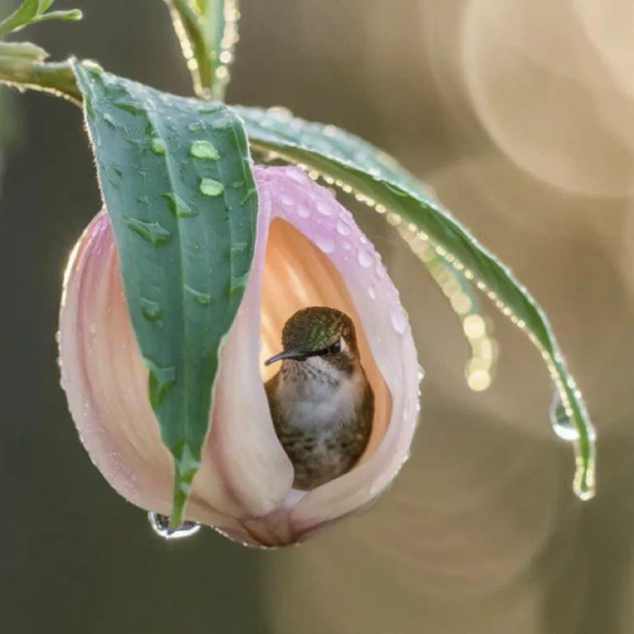 A small hummingbird is nestled inside the cup-like bloom of a pink flower, surrounded by dew-covered green leaves and a…