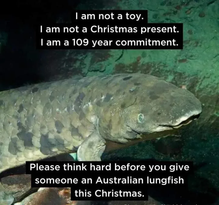 A close-up photo of an Australian lungfish underwater, showing its large, scale-covered body and distinctive head. Overlaid…