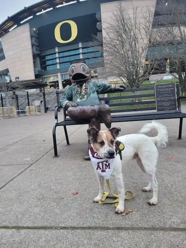 A dog wearing a Texas A&M bandana stands in front of a bronze statue of the University of Oregon's mascot, 'The Duck,' which…