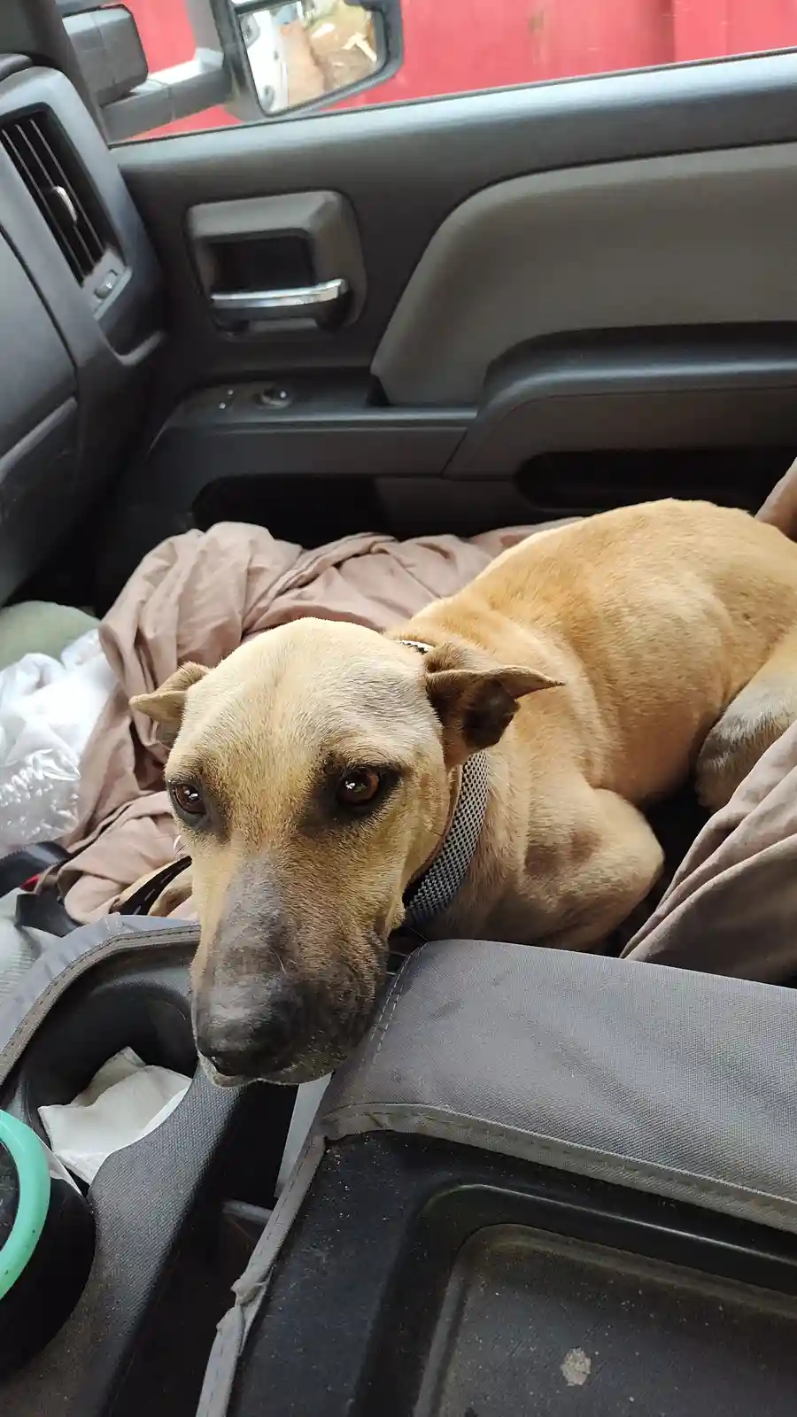 A tan dog with a mesh collar rests its head on a car seat, looking directly at the camera with a weary expression. The dog…
