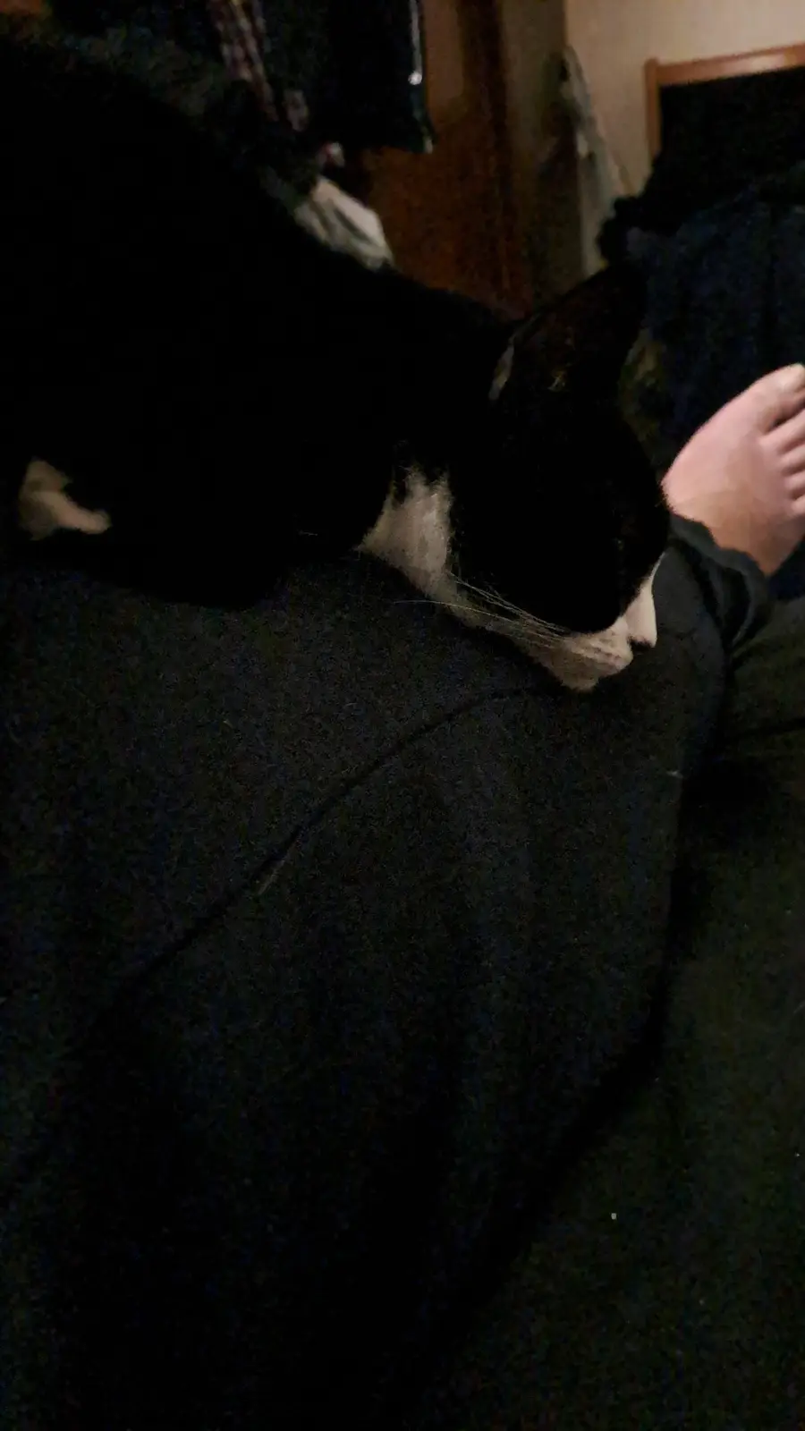 A black and white cat is lying on a dark surface, possibly a person's lap or bed, with a human foot visible nearby. The cat…