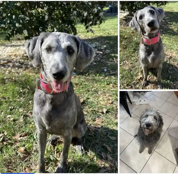 A three-panel collage shows a grey dog with a pink collar in two outdoor shots looking alert and happy, then a third indoor…