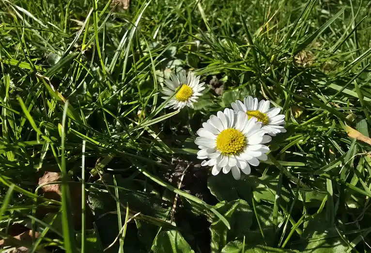 A close-up photo shows three white daisies with yellow centers growing among vibrant green grass and some brown leaves. The…
