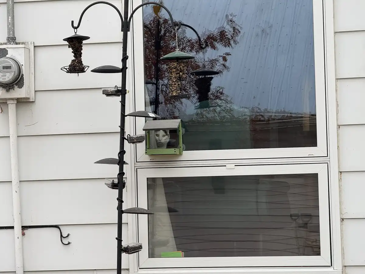 A white and grey cat with wide, alert eyes peers out from inside a small green bird feeder mounted on a black pole next to a…